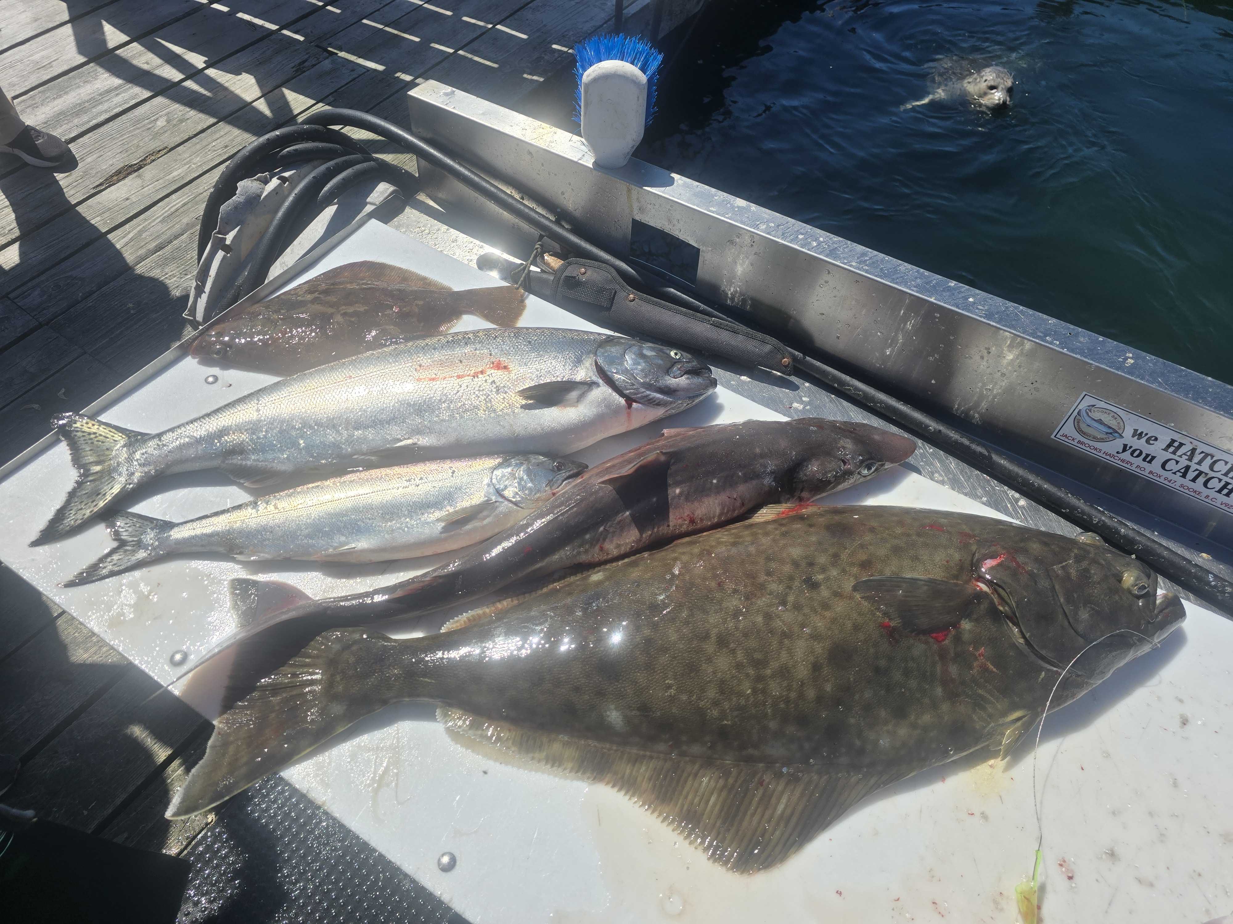 Action-Packed Halibut and Salmon Catch Showcase