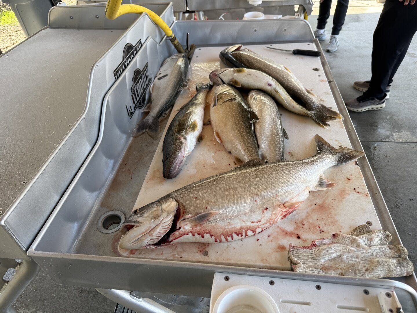 Lake trout and bull trout success in Erie PA!