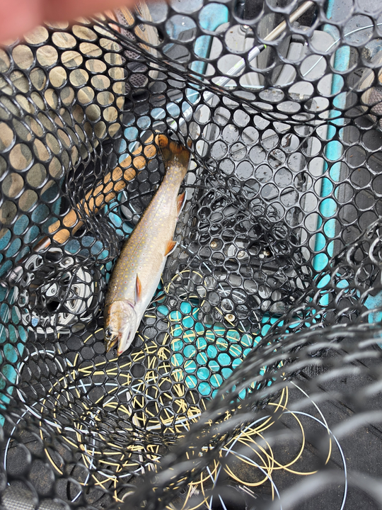 Beautiful brook trout with vibrant orange fins from Sebago Lake!