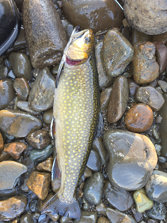 Beautiful brook trout landed at Sebago Lake Maine!