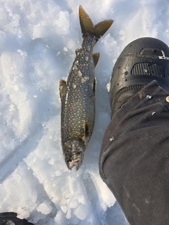 Beautiful Maine lake trout with distinctive spotted pattern.