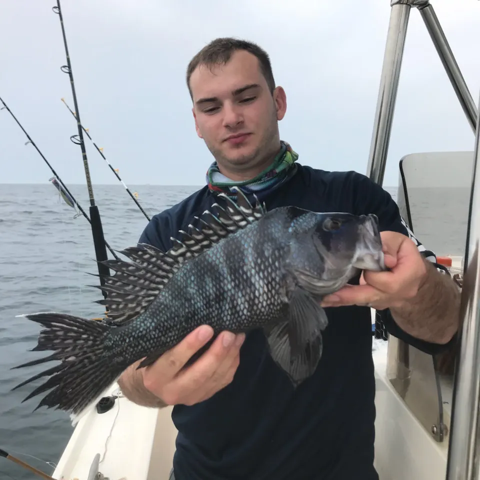 Spiky black seabass on a Cape May fishing charter