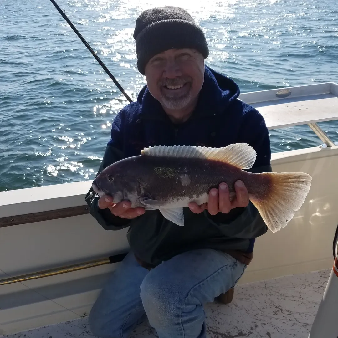 Nice black seabass from a Cape May fishing charter