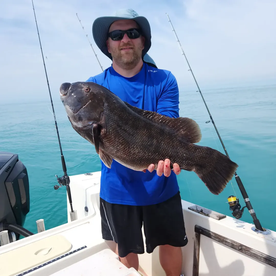 Solid black seabass on a Cape May fishing charter