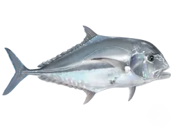 African Pompano