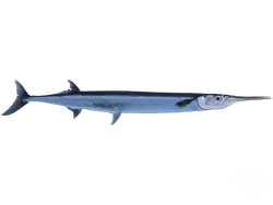 Agujon Needlefish