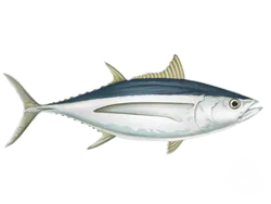 Albacore Tuna