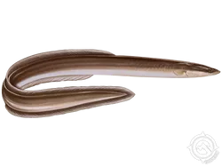 American Eel