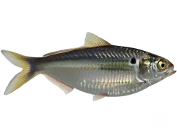 American Gizzard Shad