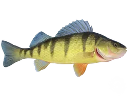 American Yellow Perch