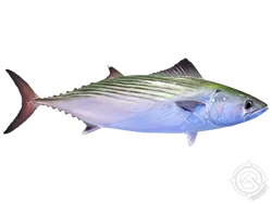 Atlantic Bonito