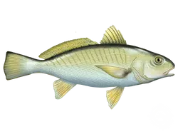 Atlantic Croaker