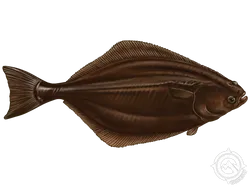 Atlantic Halibut