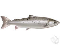 Atlantic Salmon