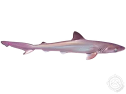 Atlantic Sharpnose Shark