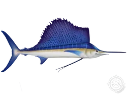 Atlantic Sailfish