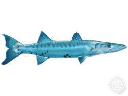 Barracuda