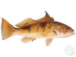 Barred Sand Bass