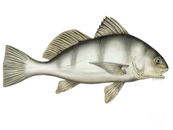 Black Drum