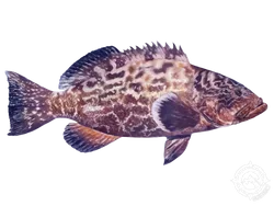 Black Grouper
