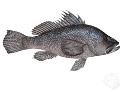 Black Sea Bass