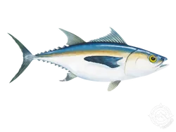 Blackfin Tuna