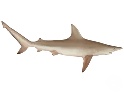 Blacktip Shark
