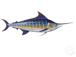 Blue Marlin