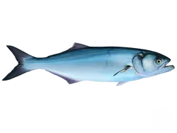 Bluefish