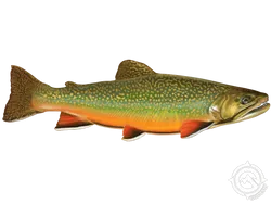Brook Trout