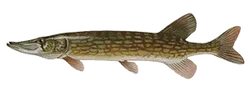 Chain Pickerel
