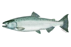Chinook Salmon