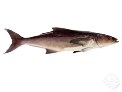 Cobia