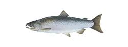 Coho Salmon