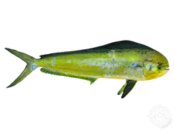 Mahi Mahi or Common Dolphinfish