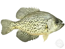 Crappie