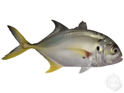 Crevalle Jack