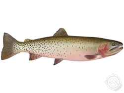 Cutthroat Trout
