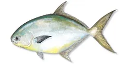 Florida Pompano