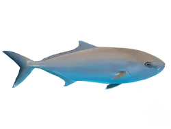 Greater Amberjack