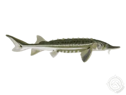 Green Sturgeon