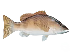 Grey Snapper