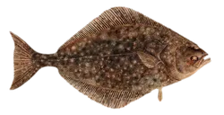 Pacific Halibut