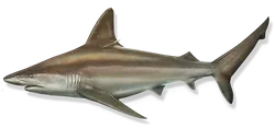 Sandbar Shark