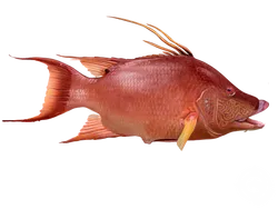 Hogfish