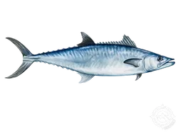 King Mackerel