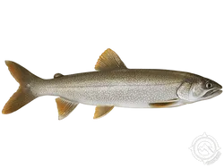 Lake Trout