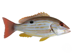 Lane Snapper