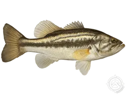 Largemouth Bass
