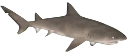 Lemon Shark